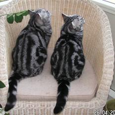British Shorthair Crazy