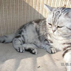 British Shorthair Pretty
