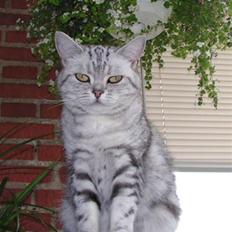 British Shorthair Pretty