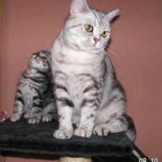 British Shorthair Pretty