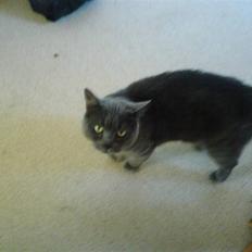 Blanding af racer Fie