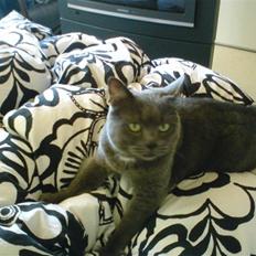 Blanding af racer Fie