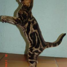 Bengal Kuld af Ambala