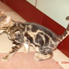 Bengal Kuld af Ambala