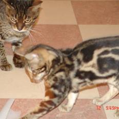 Bengal Kuld af Ambala