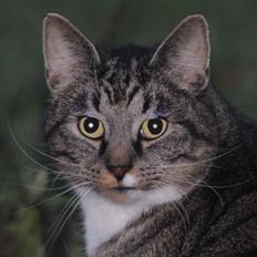 Blanding af racer KalleKæleKat (Kalle)