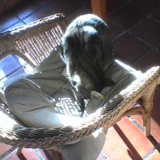 Blanding af racer KalleKæleKat (Kalle)