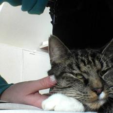 Blanding af racer KalleKæleKat (Kalle)