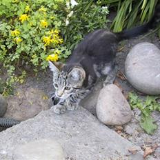 Blanding af racer Isha