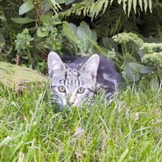 Blanding af racer Isha