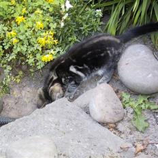 Blanding af racer Isha