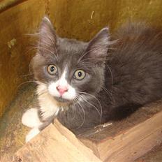 Blanding af racer Knud Død 08:(