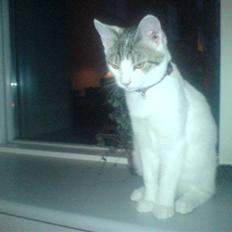 Blanding af racer Basse <3   SOLGT!!!!!!