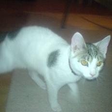 Blanding af racer Basse <3   SOLGT!!!!!!