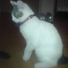 Blanding af racer Basse <3   SOLGT!!!!!!