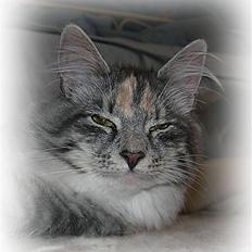 Norsk Skovkat Caliza La tiarra