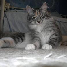 Norsk Skovkat Caliza La tiarra