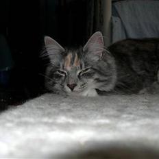 Norsk Skovkat Caliza La tiarra