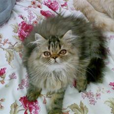 Perser Medea *Chatil de Rex's*