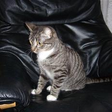 Huskat Bette (R.I.P.)