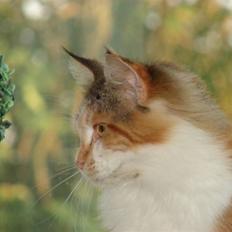 Maine Coon Dream Eagles Fantasy