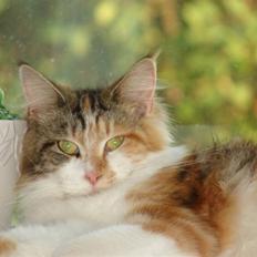 Maine Coon Dream Eagles Fantasy