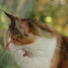 Maine Coon Dream Eagles Fantasy