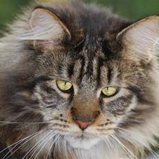 Maine Coon heartbreaker