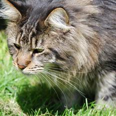 Maine Coon heartbreaker