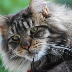 Maine Coon heartbreaker