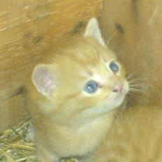 Huskat Garfield