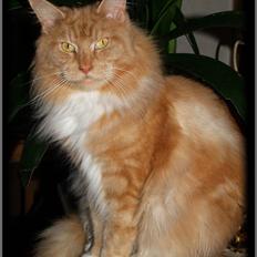 Maine Coon DK Thessen Rosita
