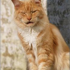 Maine Coon DK Thessen Rosita