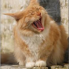 Maine Coon DK Thessen Rosita