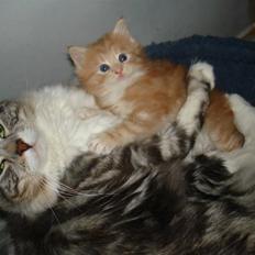 Maine Coon phlox R.I.P