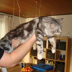 Maine Coon phlox R.I.P