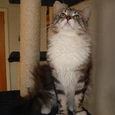 Maine Coon phlox R.I.P