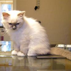 Hellig Birma Sir Østen (Solgt)