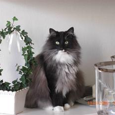 Norsk Skovkat Olfert