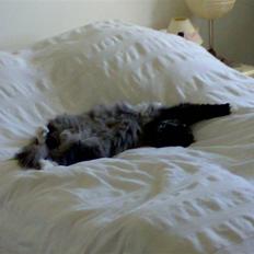 Norsk Skovkat Olfert