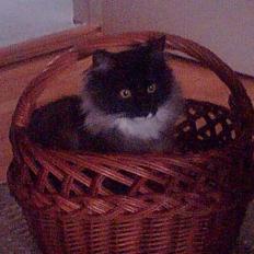 Norsk Skovkat Olfert