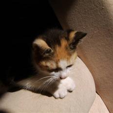 Huskat Killing? *Solgt*