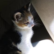 Huskat Killing? *Solgt*