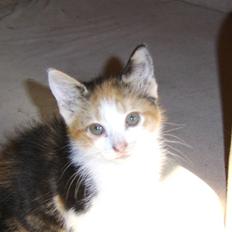 Huskat Killing? *Solgt*