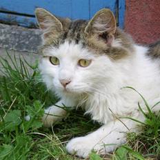 Norsk Skovkat Mikey *Solgt*