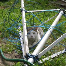 Norsk Skovkat Mikey *Solgt*