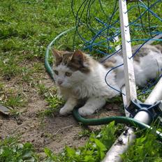 Norsk Skovkat Mikey *Solgt*