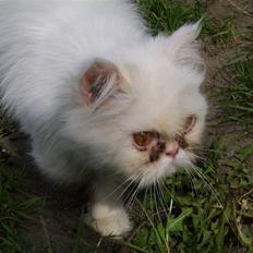 Perser Chelsy *Flyttet*