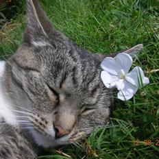 Blanding af racer Mis