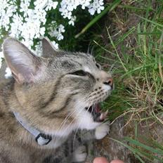 Blanding af racer Mis